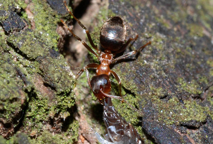 Lasius cfr emarginatus